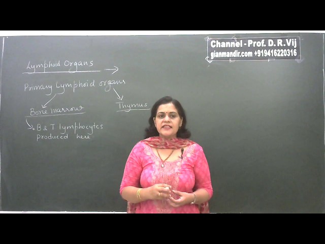 XII Biology - Human Health and Diseases - Lymphoid Organs by Geeta Ma'am