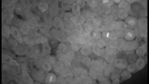 Zebrafish patterning