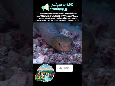 Оливковая морская змея #animals #nationalgeographic #snake #top #sad