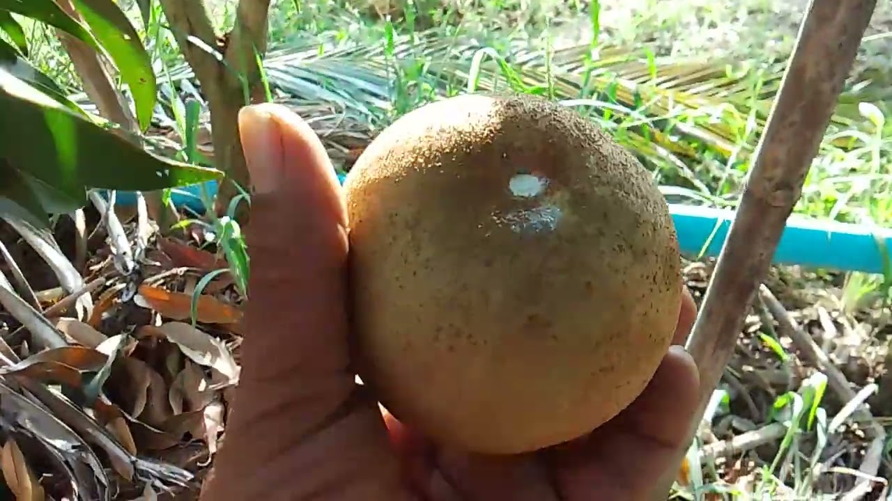 เก็บละมุดสาลี่ยักษ์เวียดนามลูกใหญ่ๆครับ