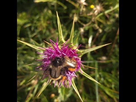 კონფერენცია ტრადიციულ მედიცინაზე. ერევანი 2009. თორნიკე ალაშვილი