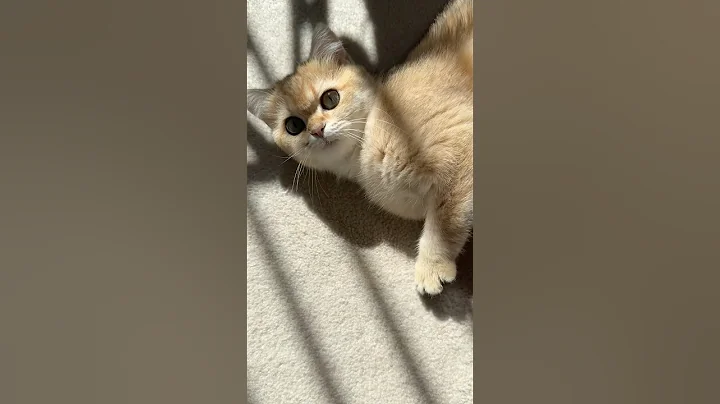 Video 8279631: british shorthair cat cutecat, british shorthair cat kitten, shaded british shorthair cat, british shorthair golden cat, british shorthair cute cat, kitten sun