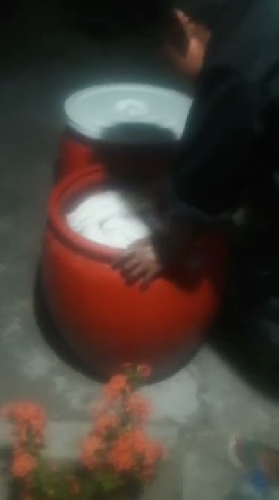 PROSES CUCI MORI PSHT#shorts