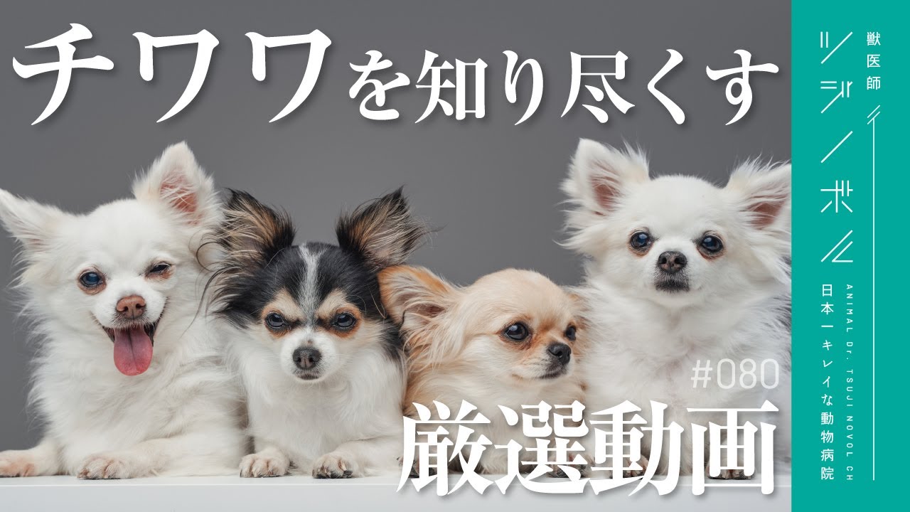 チワワ③ Compilation] Understanding Chihuahuas in full! A thorough