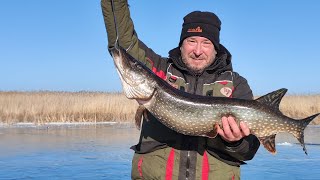 видео: Щука не даёт покоя! Рыбалка удалась! #fishing #рыбалка картинка: Щука не даёт покоя! Рыбалка удалась! #fishing #рыбалка