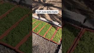 حصاد نبتة الازولا