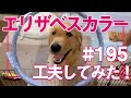 【195】エリザベスカラーを安全にしてみた！【ゴールデンレトリバーアポロVlog】