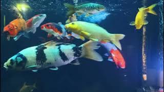 DJ CAMPURAN VIRAL TIKTOK TERBARU 2024 JEDAG JEDUG FULL BASS MANGKANE