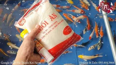 Cá koi mắc bệnh ngủ - cách chữa vô cùng đơn giản và hiệu quả từ nguyên liệu sẵn có