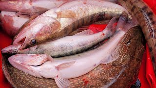 видео: Ахтуба, отличная рыбалка в ноябре. Троллинг в один спиннинг. Харабали 2022г, УГЛЯНСКОЕ картинка: Ахтуба, отличная рыбалка в ноябре. Троллинг в один спиннинг. Харабали 2022г, УГЛЯНСКОЕ