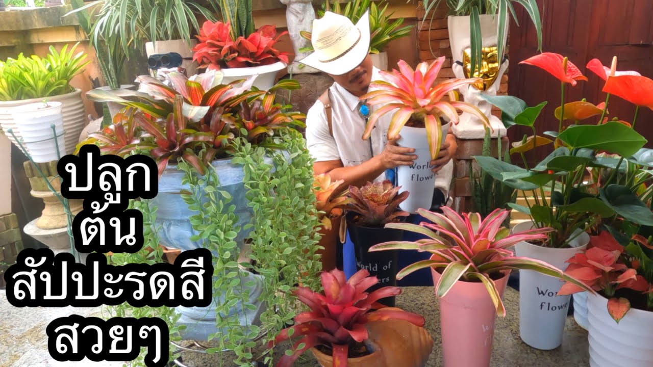 ปลูกต้นสัปปะรดสี แบบสวยงาม สไตล์@mr.flowers