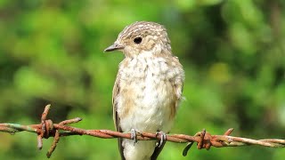 1088. Lejsek šedý, Spotted Flycatcher, Grauschnäpper, Gobemouche gris, Серая мухоловка, Muchołówka