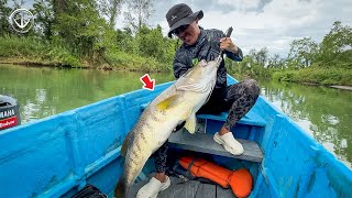 Papuan Black Bass Fishing！印尼，巴布亞黑鱸挑戰！ by 那個釣魚頻道 76,714 views 5 months ago 6 minutes, 14 seconds