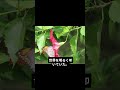 赤いハイビスカスのしずく詩