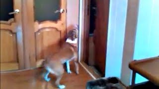Puppy Dog Scare Prank / Розыгрыш собаки Puppy Dog Scare Prank / Розыгрыш собаки