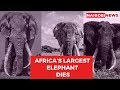 Tim, Africa’s largest elephant, dies at the age of 50 in Amboseli National Park