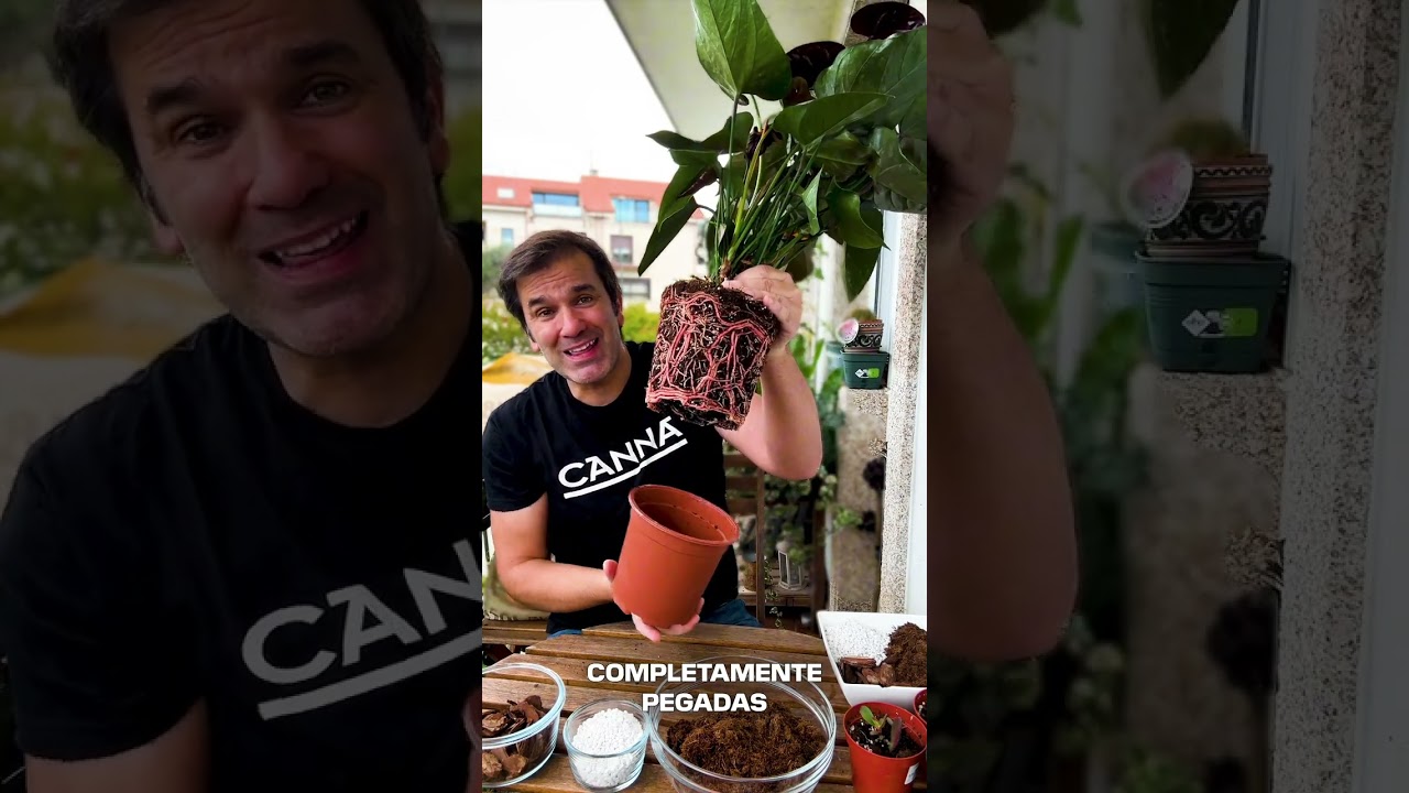 PRIMERA PARTE. El misterio de los Anthurium Black con @en20metros 🕷️ 🕸️
