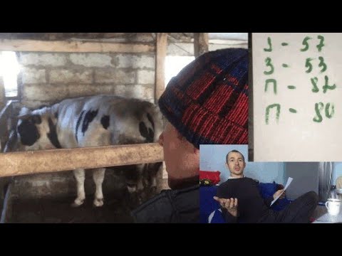 Бычок с телефоном. Выгодно держать бычка. В армению куплю теленок. Кормлю быков картошкой. Выгодно держать бычка.