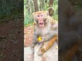 Monkey Core.#funnymonkey #Monkeycore #Funnyvideo#animal#fyp