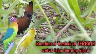 1 JAM MASTERAN BURUNG MATERI TEMBAKAN CILILIN LOVEBIRD KENARI untuk semua jenis burung kicau