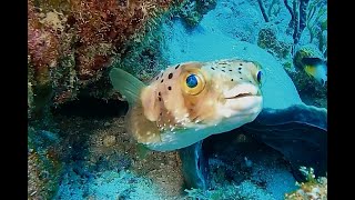 COME DIVE WITH ME IN BARBADOS  4k AUG  2021 60 MIN    UNDERWATER RELAXATION VIDEO