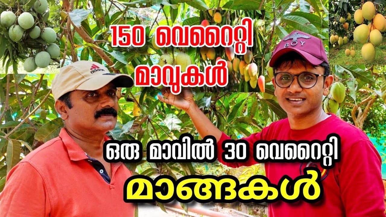 ഈ വീഡിയോ കണ്ടാൽ നമ്മുടെ വീട്ടിലും ഒരു മാവിൻ തൈ നടാൻ തോന്നും/