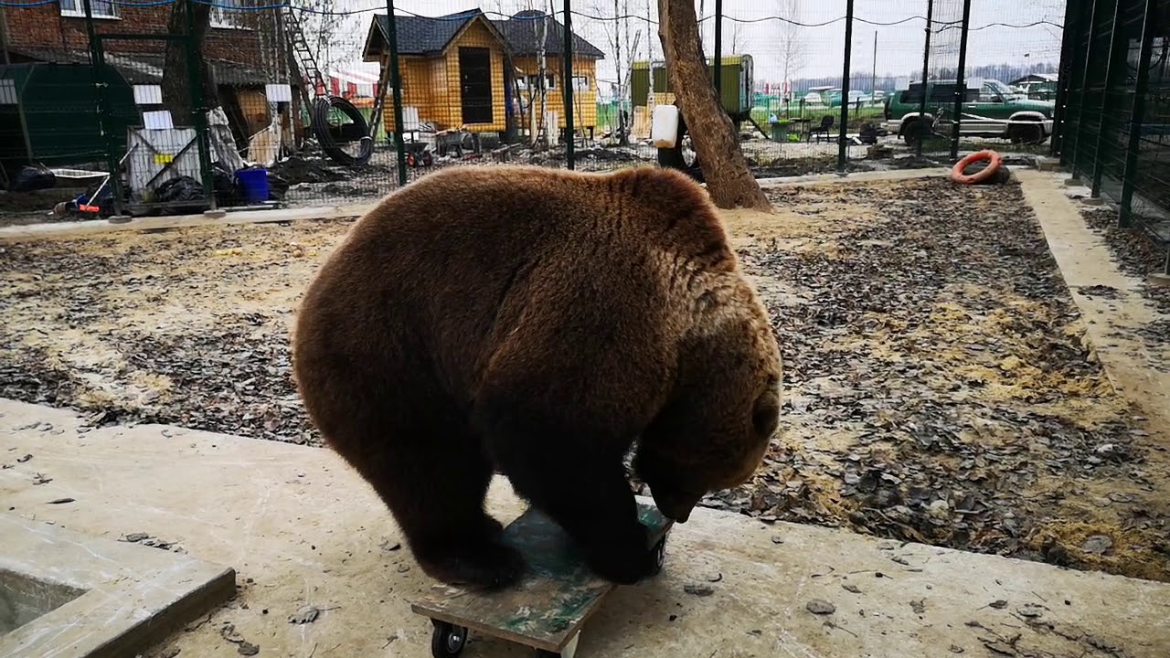 Увидел медведь горящую машину