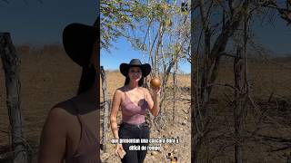 Uno de los árboles más famosos de México. 🇲🇽 “El cuastecomate” #viral #plantas #sabiasque