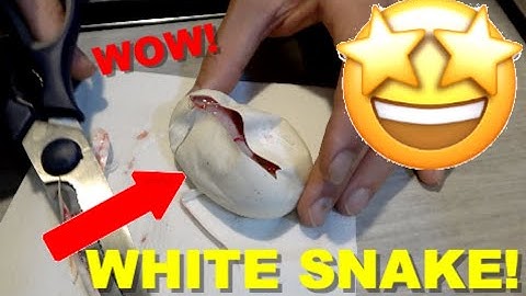 Ball python Egg Cutting! White Snakes Monsoon?!
