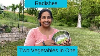 Radishes | Two Vegetables from one plant |Grow Food Security by Life Lived Frugally 64 views 2 days ago 3 minutes, 49 seconds