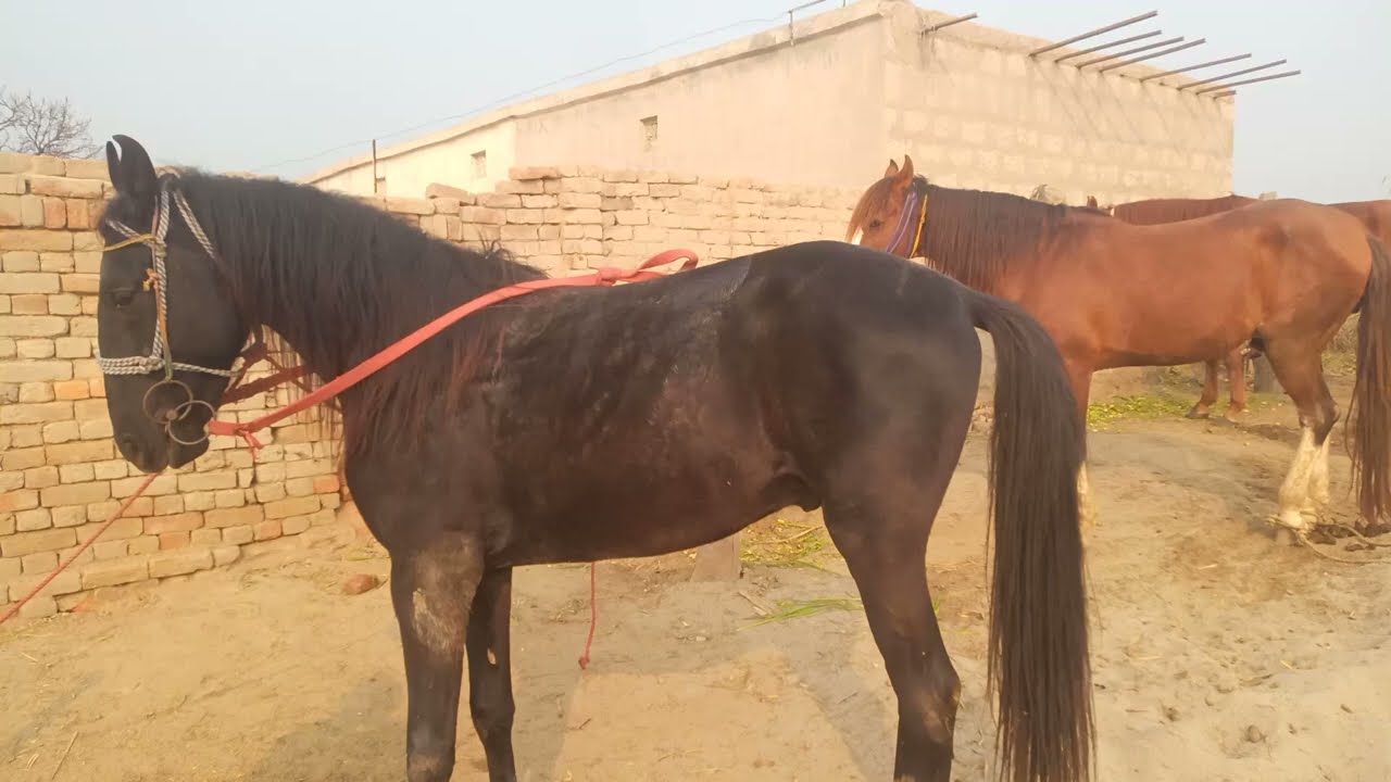 Beautiful horse power || Horse videos 🐎december 15