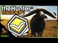 Revenge on the Diamond Cape Buffalo 🦬 | Call of the Wild