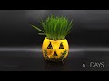 Growing Jack O'Plantern Time Lapse