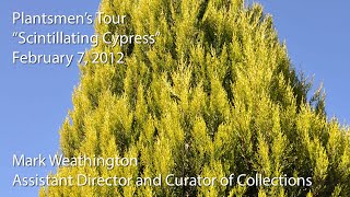 Scintillating Cypress
