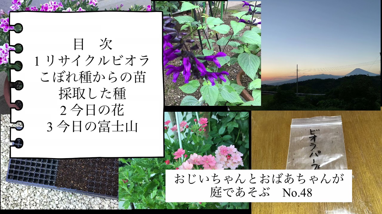 ビオラの種蒔き 今年はリサイクル Youtube