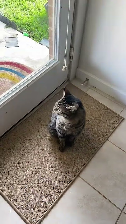 #meow #cuteanimals #cat #kitty #kitten #funnycats @user9813522667322