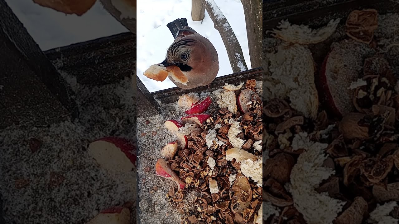 Кормушка (сойки, синицы, воробьи) - catsTV