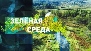 Птицы Беларуси | Зеленая среда