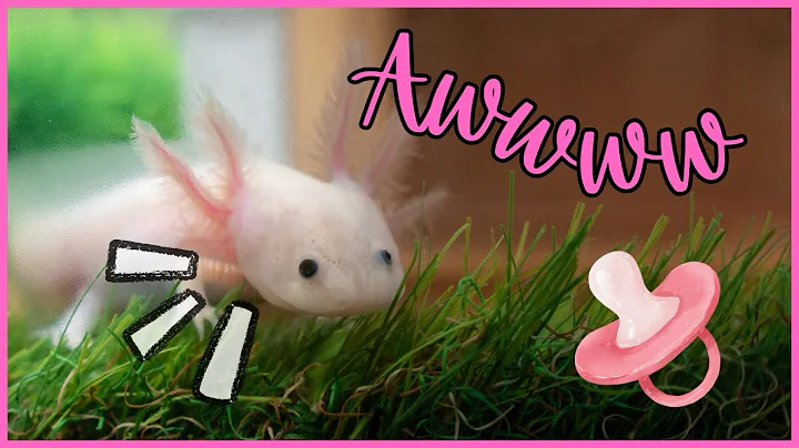 Axolotls Don’t Want to Grow Up