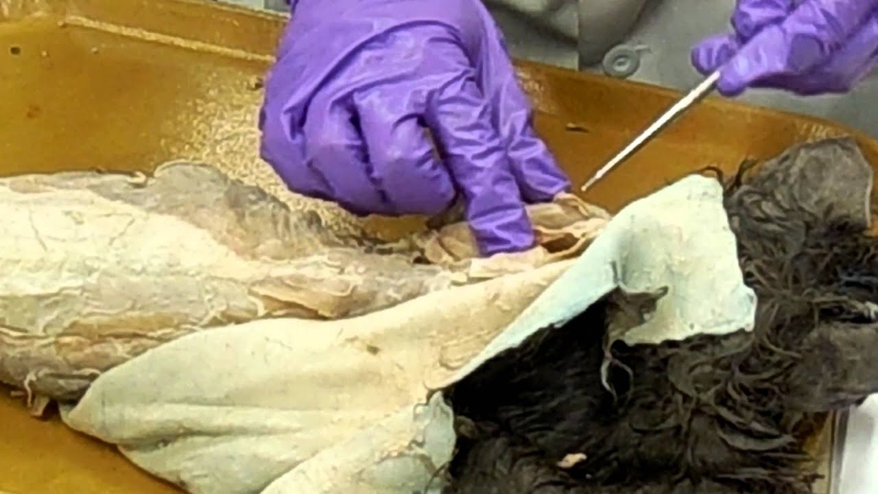 Cat Muscles: TA going over Deep Shoulder and Thorax Muscles vlogs in spanish