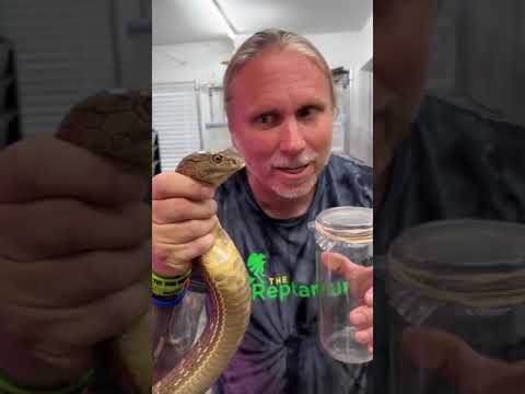 Video: Qué peligrosa es la serpiente de cobre para los humanos