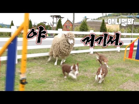 양몰이 하다가 양한테 몰이 당한 강아지ㅋㅋ (반전 있음)ㅣDog Herded by the <strong>Sheep</strong> While Herding the <strong>Sheep</strong> LOL
