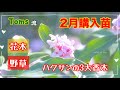 「2月購入苗のご紹介」春の宿根草 野草 花木 購入して来ました(^-^)っ ３大香木、おすすめ山野草など