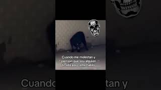 Nosy tranquilo hasta que me molestan