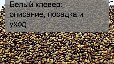 Белый клевер: описание, посадка и уход