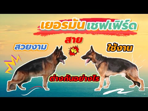 สุนัขเยอรมันเชฟเฟิร์ดสายสวยงาม สายใช้งาน แตกต่างกันอย่างไร