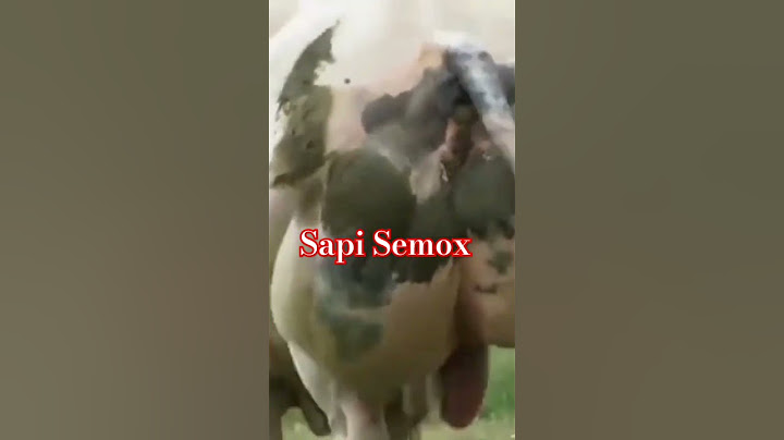 Sapi Belgian Blue #shorts #short #petani #ruralfarming #villagefarming #villagelife#fypシ #fyp