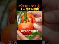 バラにトマトをくっ付けると起きること