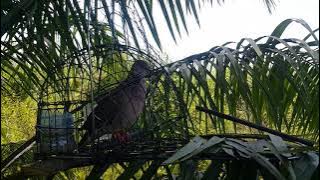 rekaman video singkat menjebak burung tekukur tanpa kamera pengintai 😌😌