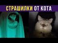 Приколы с котами. СТРАШИЛКИ ОТ КОТА | Мемозг #132